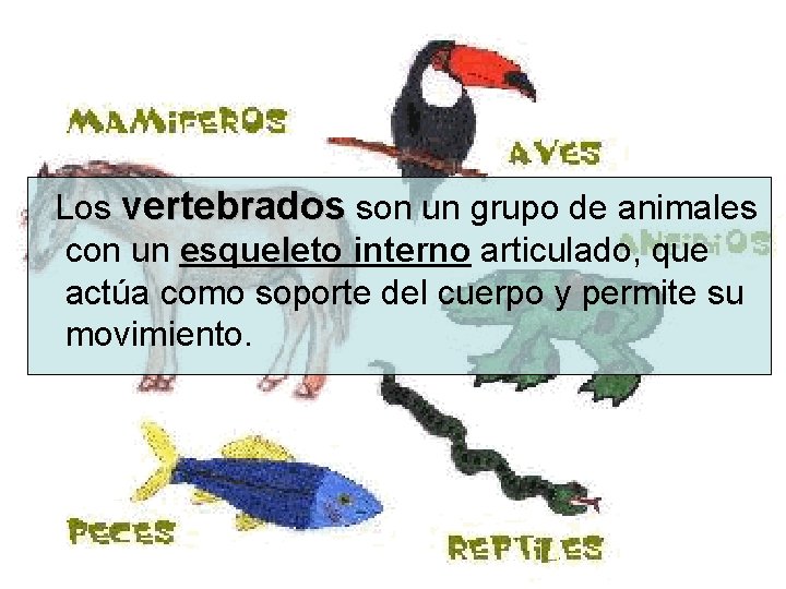  Los vertebrados son un grupo de animales con un esqueleto interno articulado, que