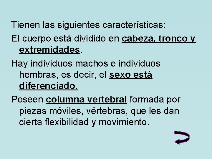 Tienen las siguientes características: El cuerpo está dividido en cabeza, tronco y extremidades. Hay