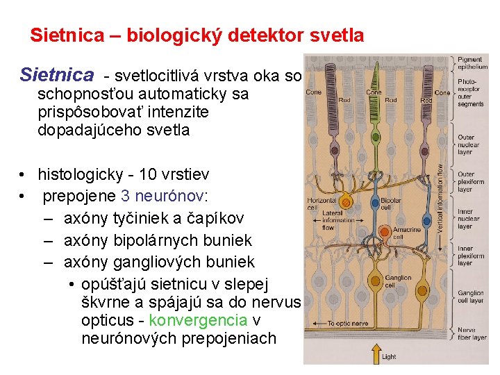 Sietnica – biologický detektor svetla Sietnica - svetlocitlivá vrstva oka so schopnosťou automaticky sa