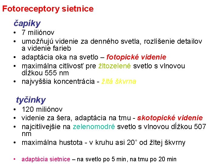 Fotoreceptory sietnice čapíky • 7 miliónov • umožňujú videnie za denného svetla, rozlíšenie detailov