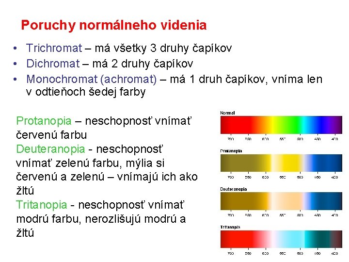 Poruchy normálneho videnia • Trichromat – má všetky 3 druhy čapíkov • Dichromat –