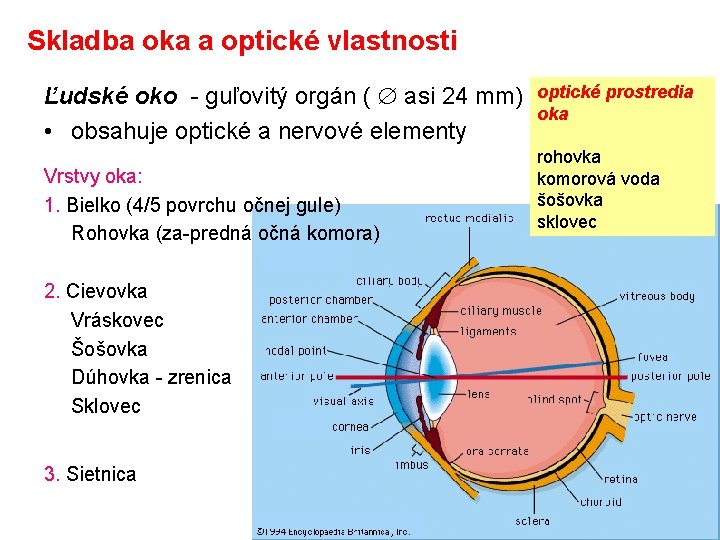 Skladba oka a optické vlastnosti Ľudské oko - guľovitý orgán ( asi 24 mm)