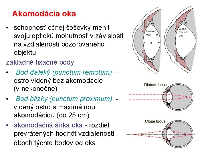 Akomodácia oka • schopnosť očnej šošovky meniť svoju optickú mohutnosť v závislosti na vzdialenosti