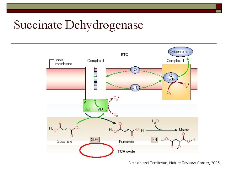 Succinate Dehydrogenase Gottlieb and Tomlinson, Nature Reviews Cancer, 2005 