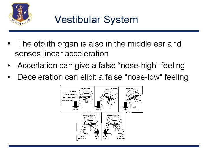 Vestibular System • The otolith organ is also in the middle ear and senses