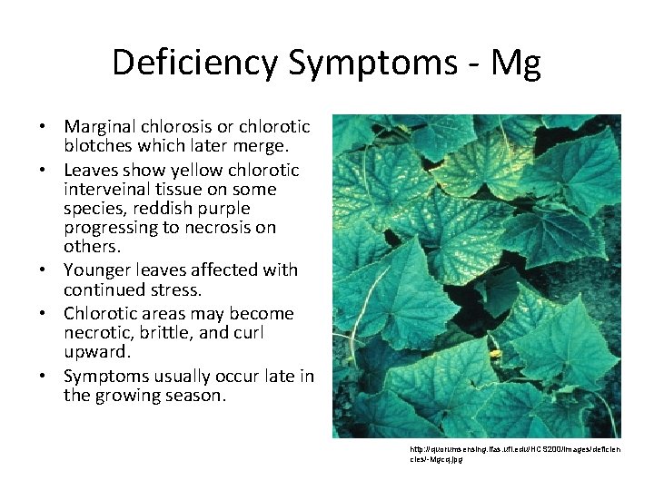 Deficiency Symptoms Mg • Marginal chlorosis or chlorotic blotches which later merge. • Leaves