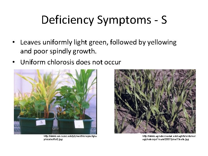Deficiency Symptoms S • Leaves uniformly light green, followed by yellowing and poor spindly