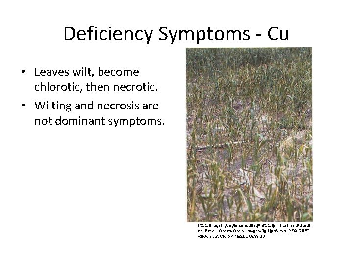Deficiency Symptoms Cu • Leaves wilt, become chlorotic, then necrotic. • Wilting and necrosis