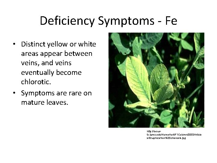 Deficiency Symptoms Fe • Distinct yellow or white areas appear between veins, and veins