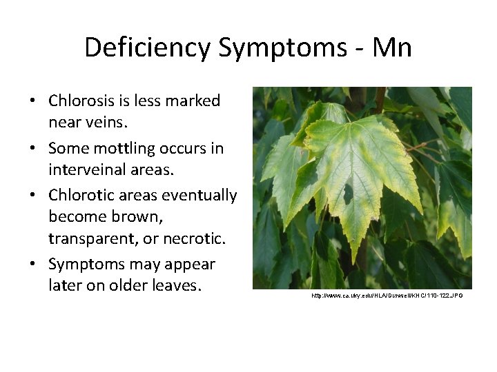 Deficiency Symptoms Mn • Chlorosis is less marked near veins. • Some mottling occurs
