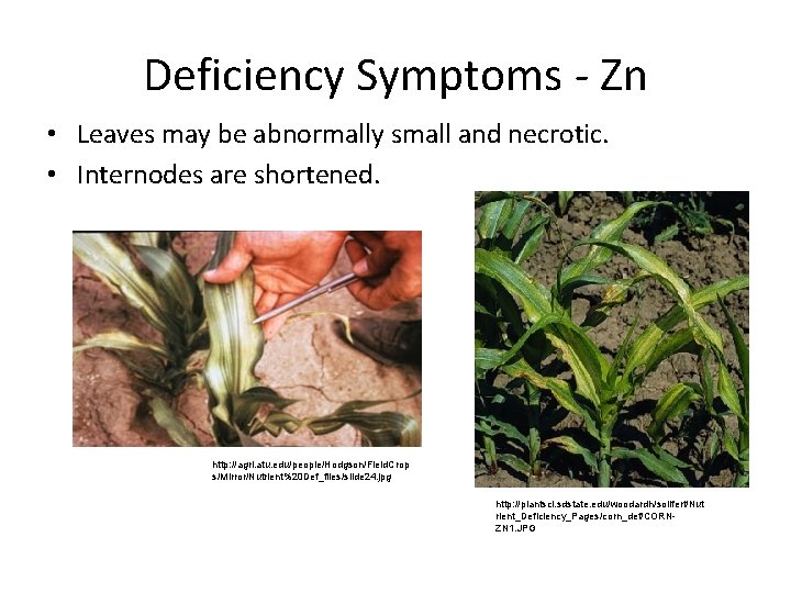 Deficiency Symptoms Zn • Leaves may be abnormally small and necrotic. • Internodes are