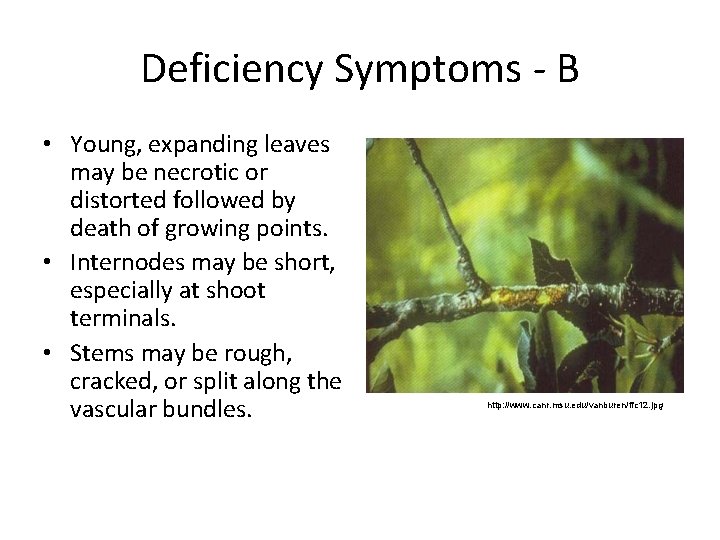 Deficiency Symptoms B • Young, expanding leaves may be necrotic or distorted followed by