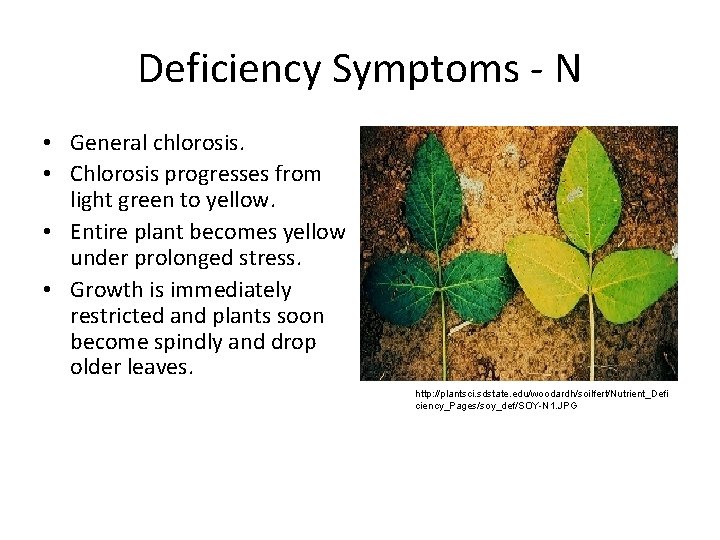 Deficiency Symptoms N • General chlorosis. • Chlorosis progresses from light green to yellow.