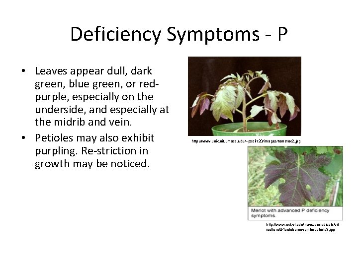 Deficiency Symptoms P • Leaves appear dull, dark green, blue green, or red purple,