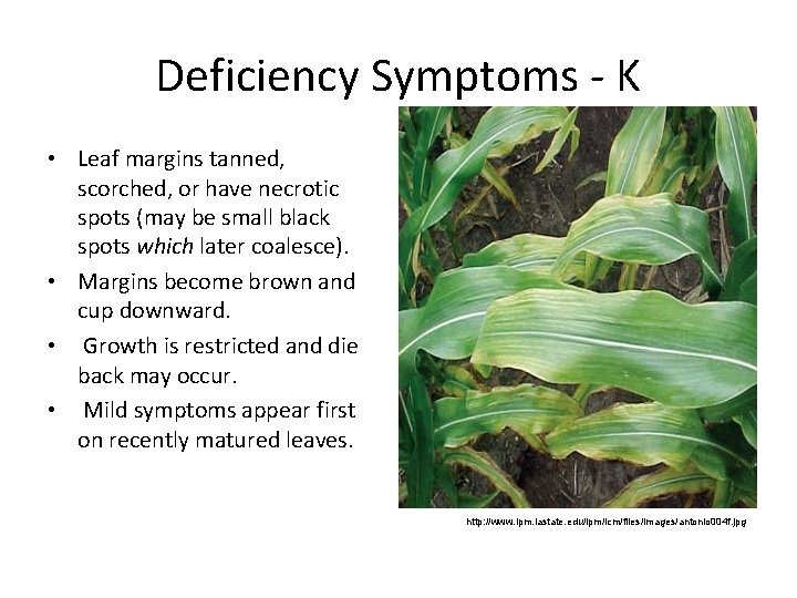 Deficiency Symptoms K • Leaf margins tanned, scorched, or have necrotic spots (may be