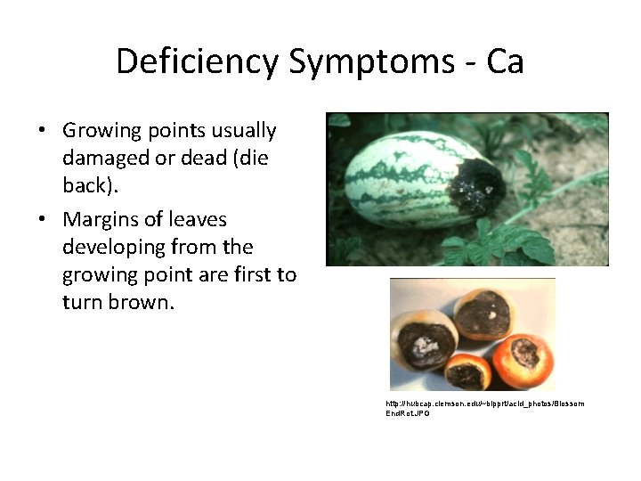 Deficiency Symptoms Ca • Growing points usually damaged or dead (die back). • Margins
