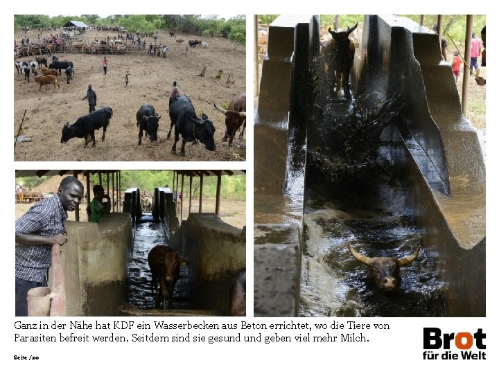 Ganz in der Nähe hat KDF ein Wasserbecken aus Beton errichtet, wo die Tiere