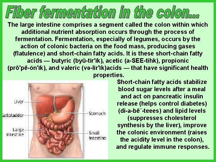 The large intestine comprises a segment called the colon within which additional nutrient absorption