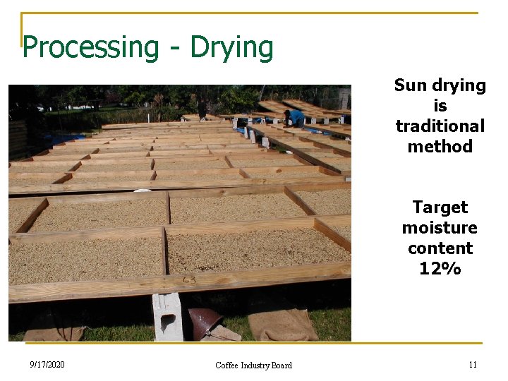 Processing - Drying Sun drying is traditional method Target moisture content 12% 9/17/2020 Coffee