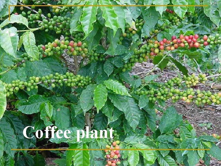 Coffee plant 9/17/2020 Coffee Industry Board 5 