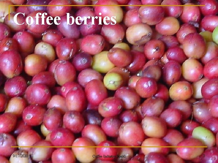 Coffee berries 9/17/2020 Coffee Industry Board 7 