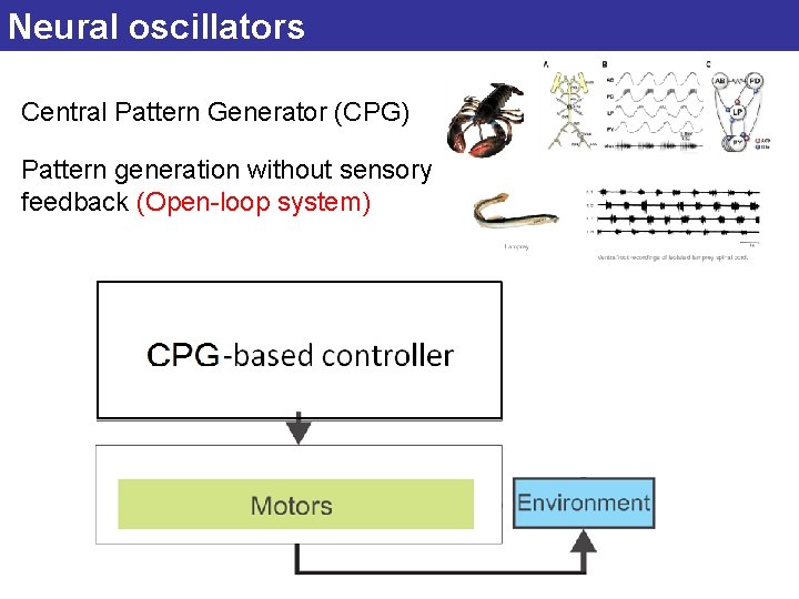 Neural oscillators Central Pattern Generator (CPG) Pattern generation without sensory feedback (Open-loop system) 