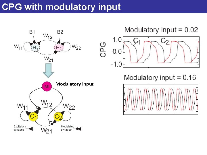 CPG with modulatory input Modulatory input 