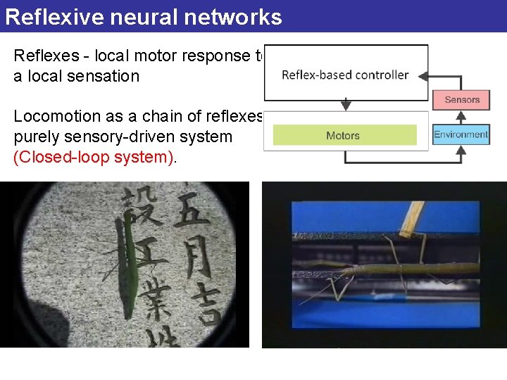 Reflexive neural networks Reflexes - local motor response to a local sensation Locomotion as