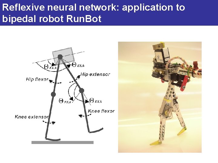 Reflexive neural network: application to bipedal robot Run. Bot 