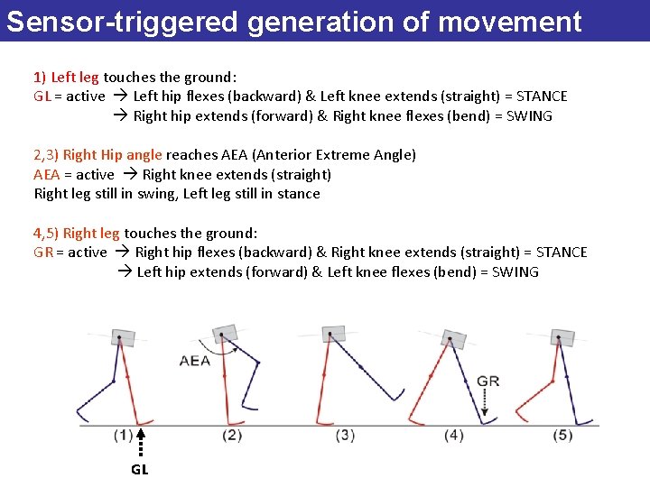 Sensor-triggered generation of movement 1) Left leg touches the ground: GL = active Left