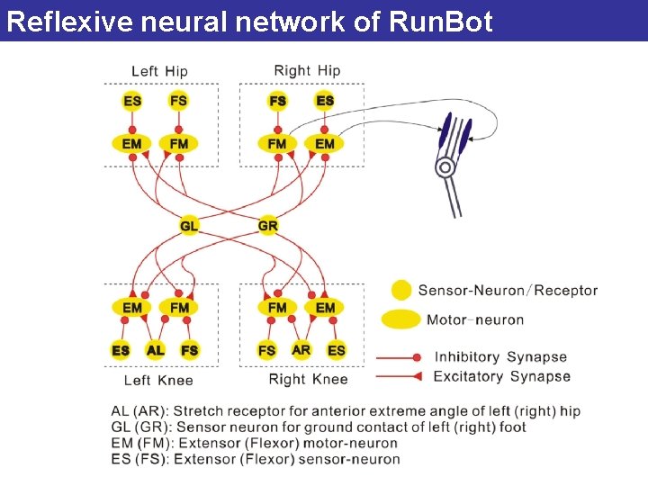 Reflexive neural network of Run. Bot 
