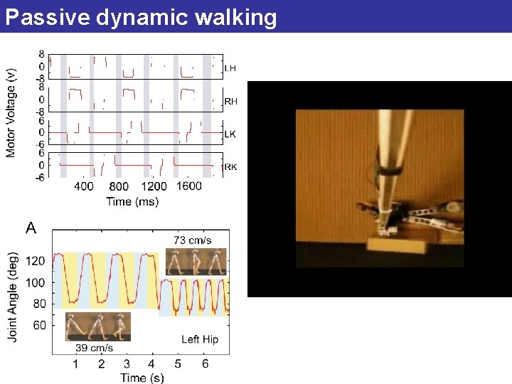 Passive dynamic walking 