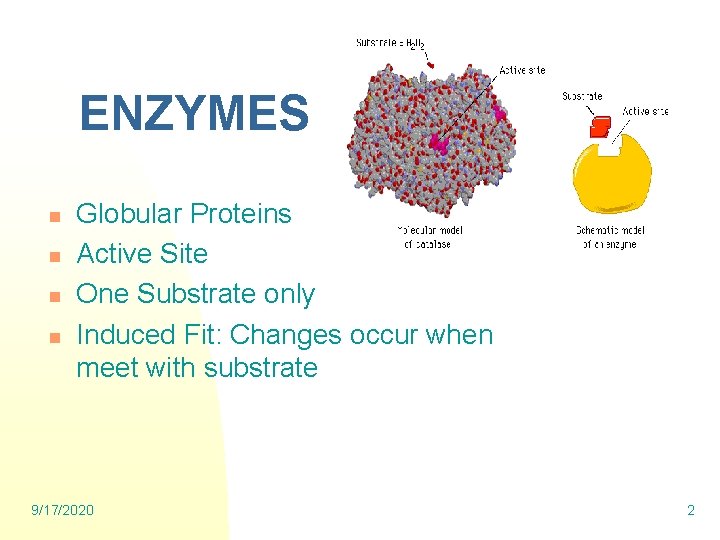  ENZYMES n n Globular Proteins Active Site One Substrate only Induced Fit: Changes
