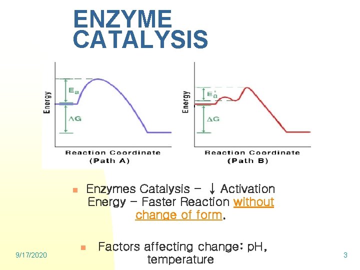 ENZYME CATALYSIS n 9/17/2020 Enzymes Catalysis - ↓ Activation Energy - Faster Reaction without