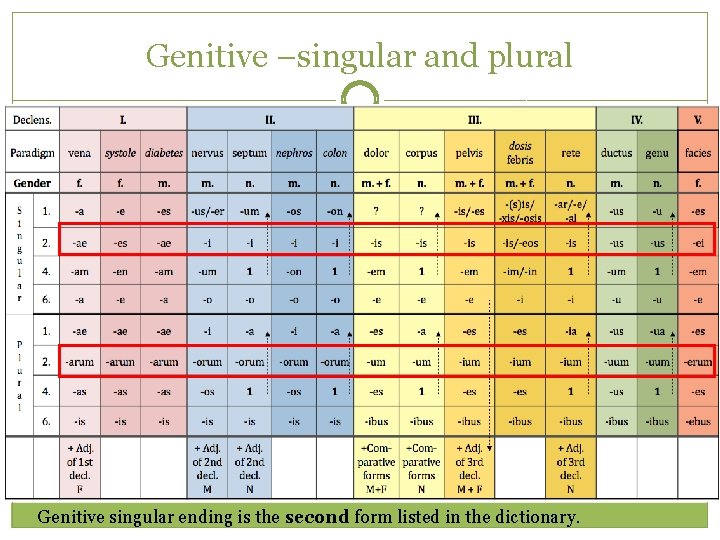 Genitive –singular and plural Genitive singular ending is the second form listed in the