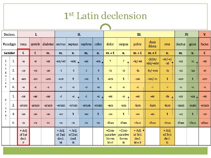 1 st Latin declension 