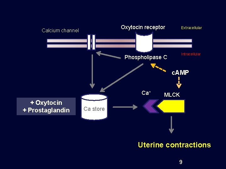 Oxytocin receptor Calcium channel Extracellular Intracellular Phospholipase C c. AMP Ca+ + Oxytocin +