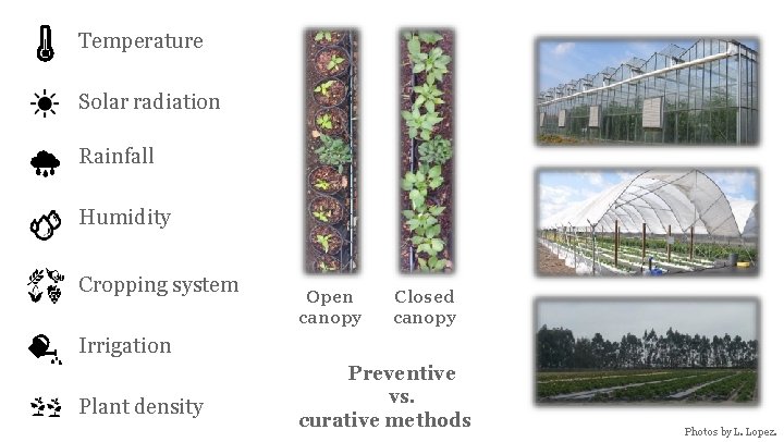 Temperature Solar radiation Rainfall Humidity Cropping system Open canopy Closed canopy Irrigation Plant density