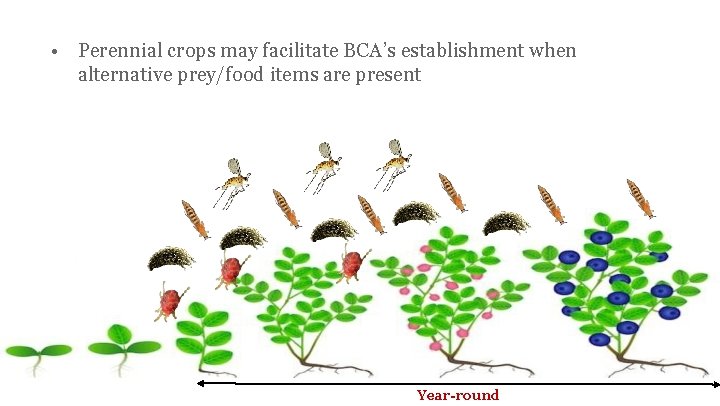  • Perennial crops may facilitate BCA’s establishment when alternative prey/food items are present