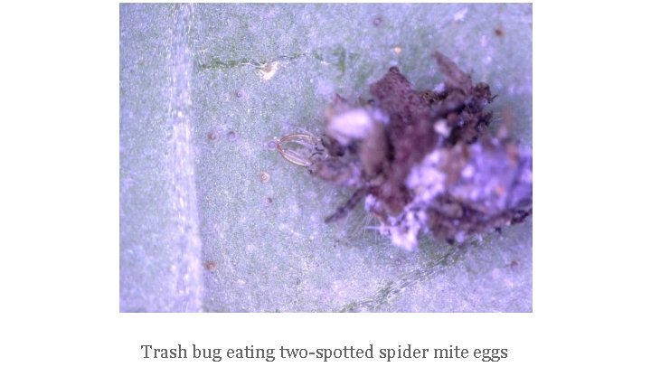Trash bug eating two-spotted spider mite eggs 