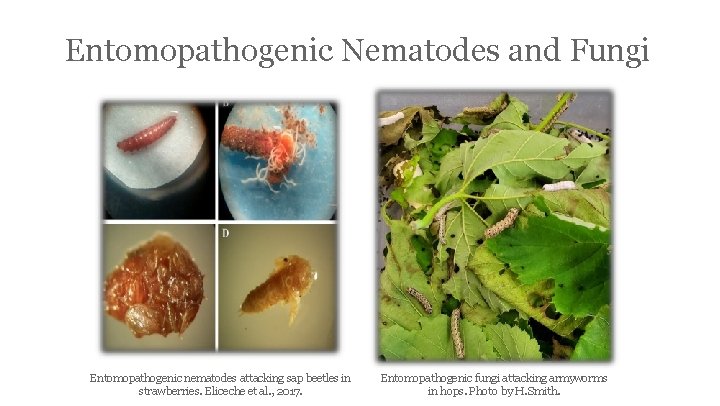 Entomopathogenic Nematodes and Fungi Entomopathogenic nematodes attacking sap beetles in strawberries. Eliceche et al.
