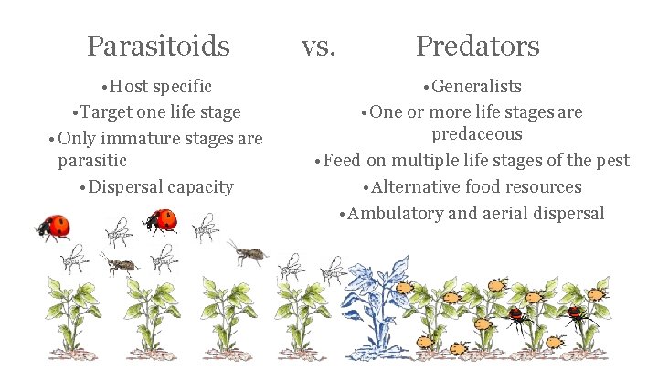 Parasitoids • Host specific • Target one life stage • Only immature stages are