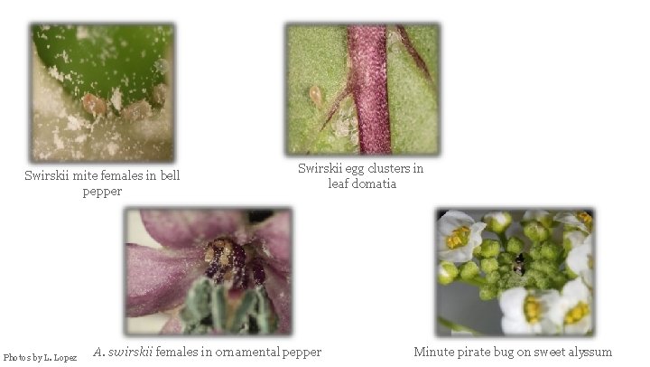 Swirskii mite females in bell pepper Photos by L. Lopez Swirskii egg clusters in