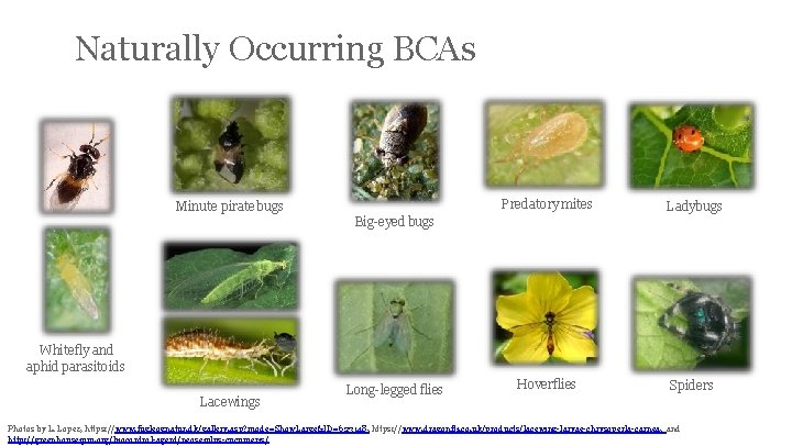 Naturally Occurring BCAs Minute pirate bugs Predatory mites Ladybugs Hoverflies Spiders Big-eyed bugs Whitefly