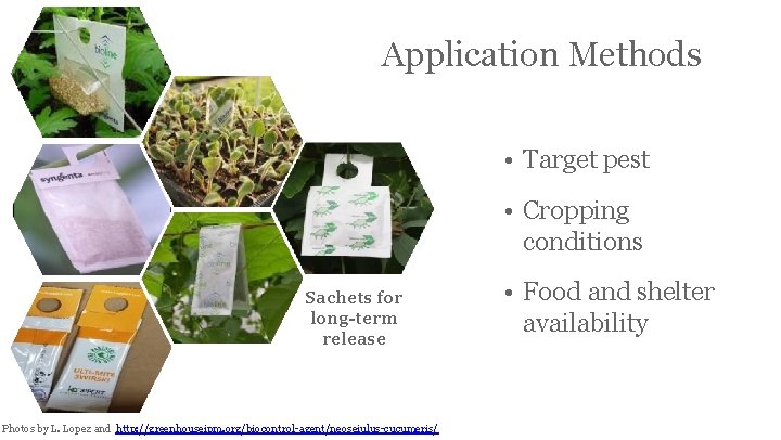 Application Methods • Target pest • Cropping conditions Sachets for long-term release Photos by