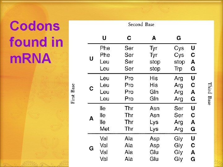 Codons found in m. RNA Third Base First Base Second Base 