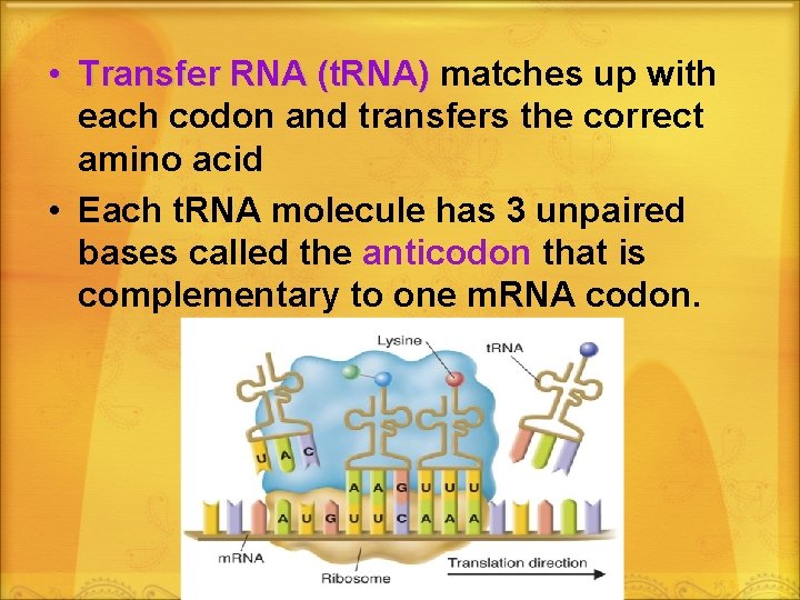  • Transfer RNA (t. RNA) matches up with each codon and transfers the