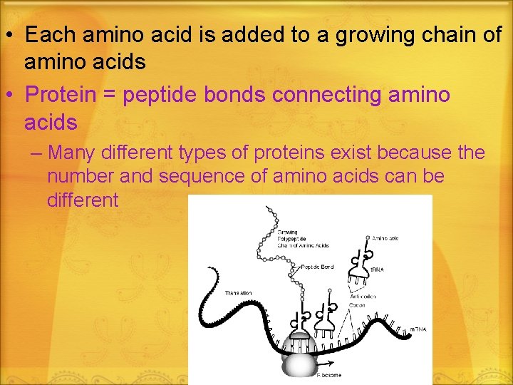  • Each amino acid is added to a growing chain of amino acids