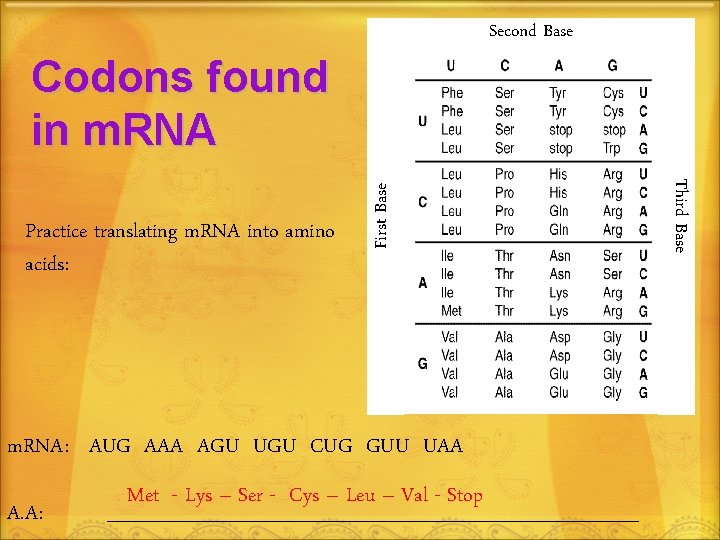 Second Base m. RNA: AUG AAA AGU UGU CUG GUU UAA A. A: Met