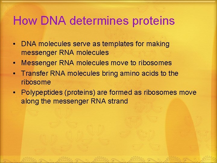 How DNA determines proteins • DNA molecules serve as templates for making messenger RNA